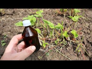 Чтобы через год было много клубники в июле иду на хитрость! Уход за клубникой после плодоношения.