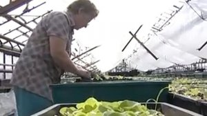 Сюжет: Бегония из семян