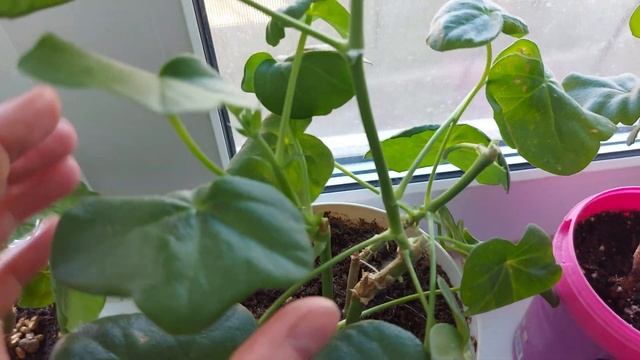 ЧЕРЕНКОВАНИЕ ПЛЮЩЕЛИСТНОЙ ПЕЛАРГОНИИ В ВОДЕ ? смотреть онлайн