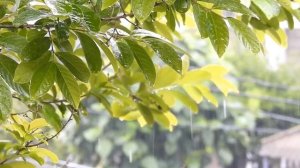 Шум дождя и пение птиц