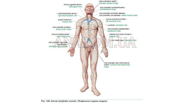 359. Лімфатичні судини і лімфатичні вузли ділянок тіла - AnatomUa - AUDIO смотреть онлайн