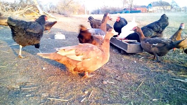 Мускусные утки тяжелой линии Критерии выбора Сельская жизнь смотреть онлайн