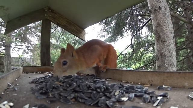 Белка прячет семечки смотреть онлайн
