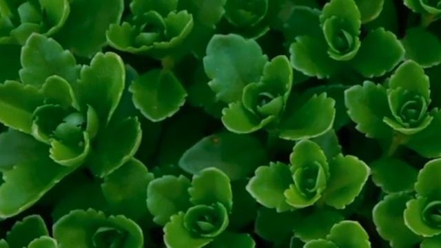 Puzavica jadranska lepotica смотреть онлайн