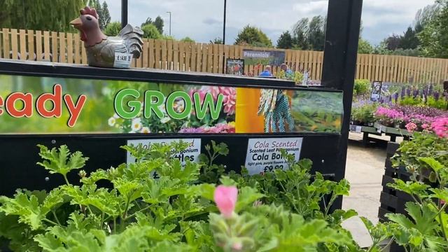 ПЕЛАРГОНИИ серии Regalia, PAC Обзор сортов! Pelargonium PAC, Regalia London смотреть онлайн