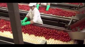 Помидоры. Сельское хозяйство. Как это делается.