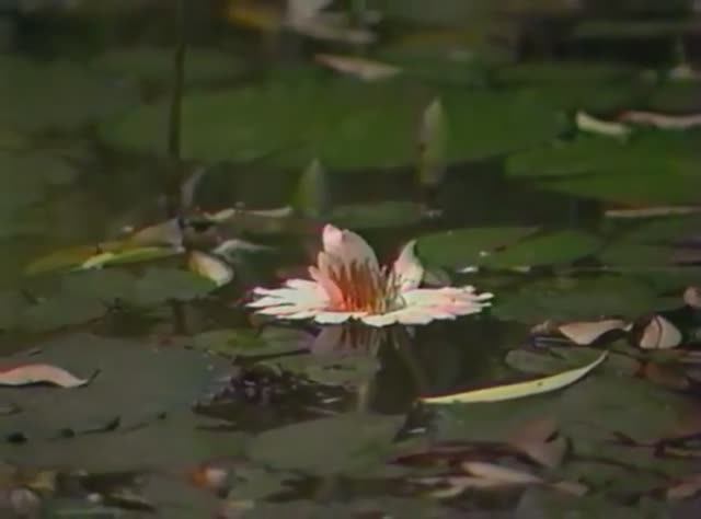 Свобода – ваше естество. Русские встречают Ошо. Часть первая. Не-ум