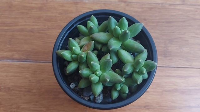 PACHYPHYTUM COMPACTUM?/Suculenta Gordita/Suculenta Diamante ?/Suculentas de Sol/Suculenta Verde??? смотреть онлайн