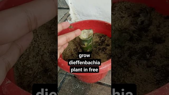 dieffenbachia plant