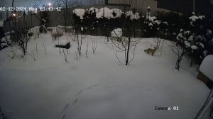 Лиса охотится на мышей в Куркино (Москва)