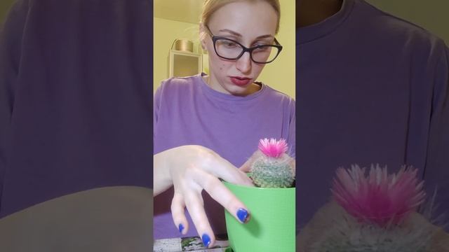 Пересаживаю цветы впервые. #цветы #домашниецветы #комнатныерастения #флористика #кактус #азалия смотреть онлайн