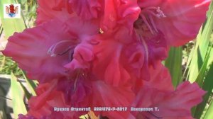 Гладиолусы 14  mirgladiolus ru сибирская селекция