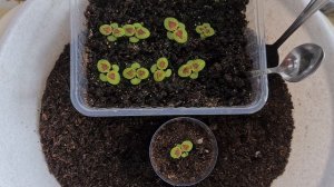 Пикировка колеуса. Выращивание колеуса из семян на рассаду.