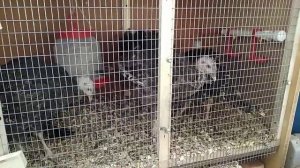 Северокавказская Бронзовая - индюшатам 2 месяца