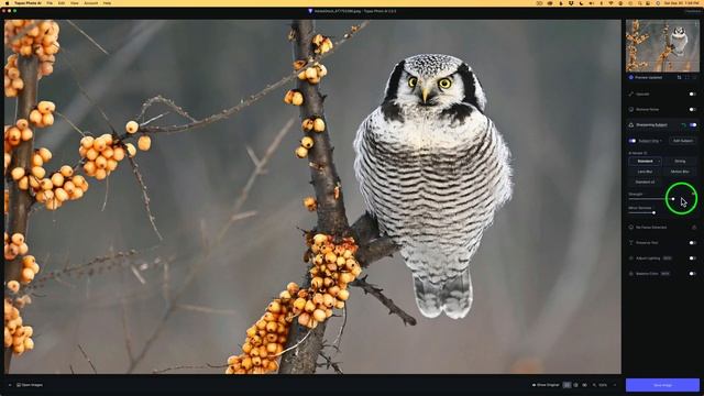TOPAZ PHOTO AI 2 (New Update Version 2.0.3) смотреть онлайн