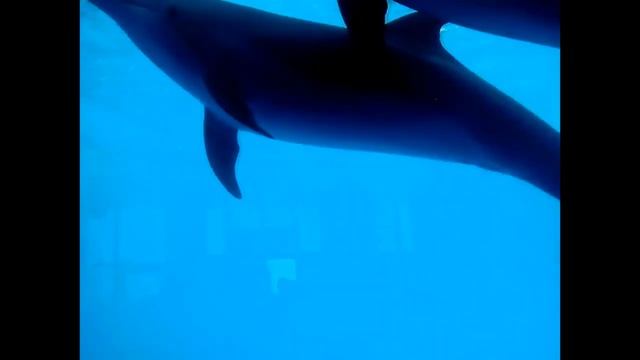 Плавающие дельфины смотреть онлайн