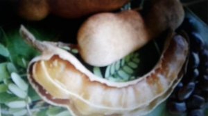 Тамаринд - индийский  финик; польза и вред.