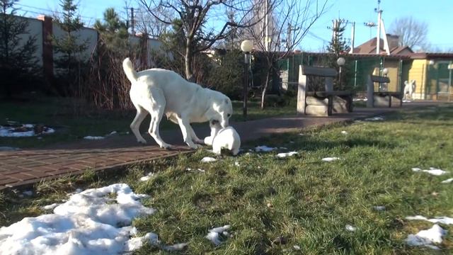 Алабай .Белоснежные щенки . Мать с детьми на прогулке . смотреть онлайн
