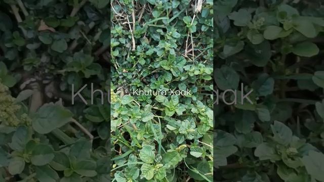 Green Amaranth/Khutura xaak (Assamese)/Amaranthus viridis/vegetable/NE🇮🇳🌿