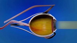 Из чего же состоит НАШ ГЛАЗ! Строение и ФУНКЦИИ наших ГЛАЗ! #Зрение