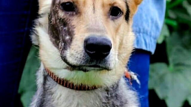 Неоправданная жестокость Бывший хозяин облил пса бензином и поджёг смотреть онлайн