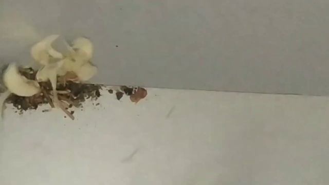 милые маленькие подушечки и.... смотреть онлайн