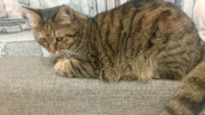 я макар, пожалуйста, канал кот вася загляни сюда.