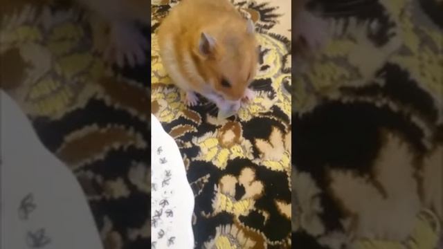 Завтрак хомячка