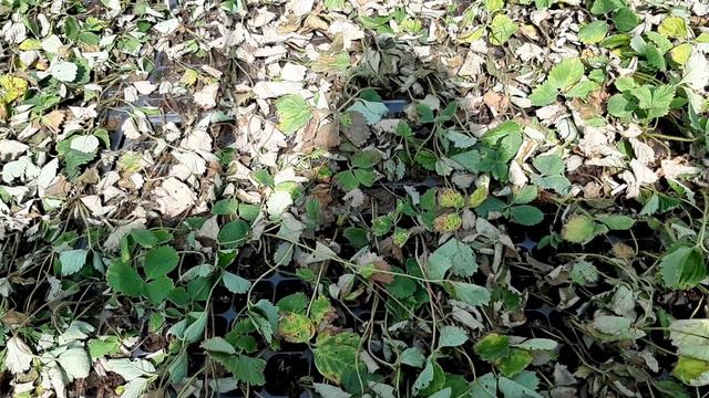 Все пропало!!!!!!!Клубника пропала в касетах смотреть онлайн