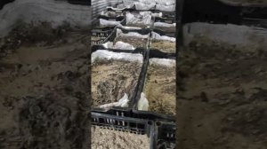 Выгонка тюльпана, посадка луковицы 29.11.2021