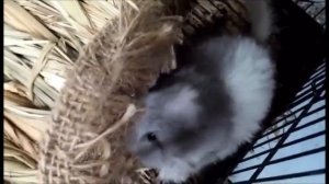 White Mosaic Angora Baby Chinchilla