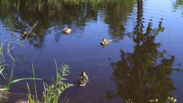 canon 6d mark 2 test video смотреть онлайн