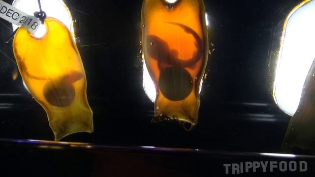 California grunion run, Cabrillo Marine Aquarium, San Pedro CA