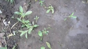 Подготовка мыльнянки к зимовке. Мыльнянка. Сапонария. Почвопокровная, ампельная мыльнянка.