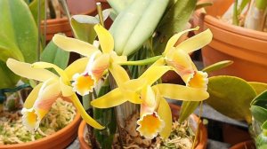 Cattleya luteola / Cattleya nobilior amaliae