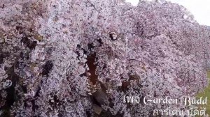 prunus pink snow showers weeping cherry