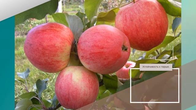 Яблоня Былина - описание сорта смотреть онлайн