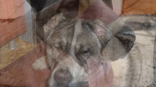 алабай Рэм))) смотреть онлайн