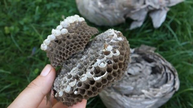 Гнездо шершней и ос, чем отличаются
