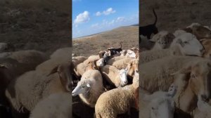 Работа австралийской келпи.         6 месяцов. Крым