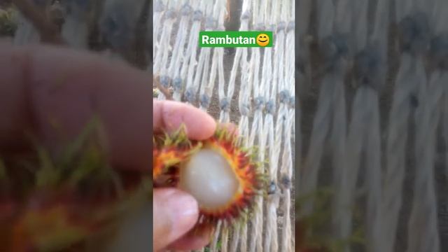 NEPHELIUM LAPPACEUM(RAMBUTAN)