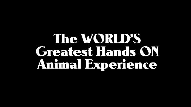 Myrtle Beach Safari "Wild Encounters Tour" at the T.I.G.E.R.S. Preserve смотреть онлайн