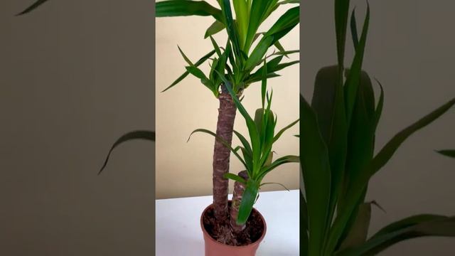 Растение Юкка комнатная пальма GeoGlass смотреть онлайн