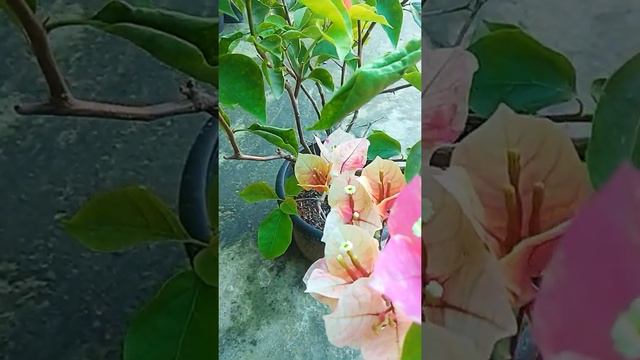 Bougainvillea - Multicolour( Id Unknown) смотреть онлайн