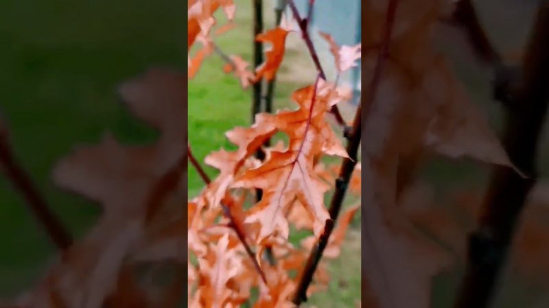 Дуб красный (лат. Quércus rúbra)Краски Осени!