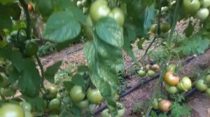 ТЛ 18304 от Esasem. Лучший вариант розового томата?! Сезон 2021 года.