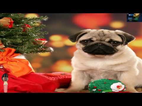 Новогодний стрим Dawg feat. Dobriy_Dan