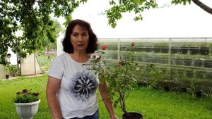 Плетистые розы. Выбор, посадка и уход.