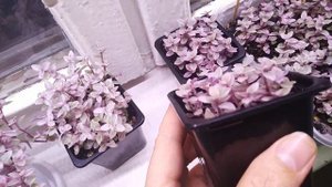 Каллизия розовая (традесканция) нежный цветочек