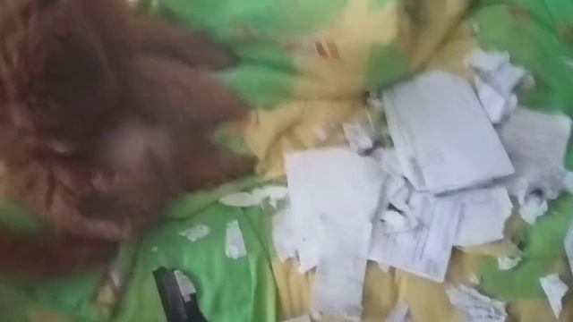 Посмотрите на этого проказника!  После этого вы еще хотите пуделя? смотреть онлайн